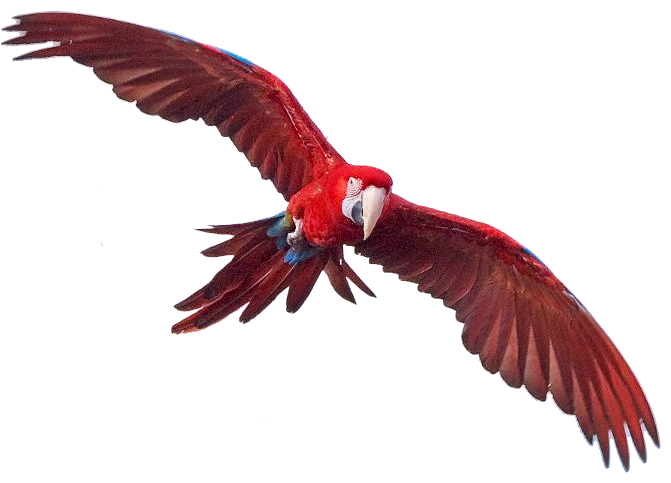 Macaw Free Png Image PNG Image