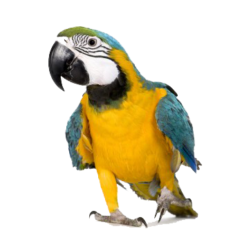 Macaw Png PNG Image