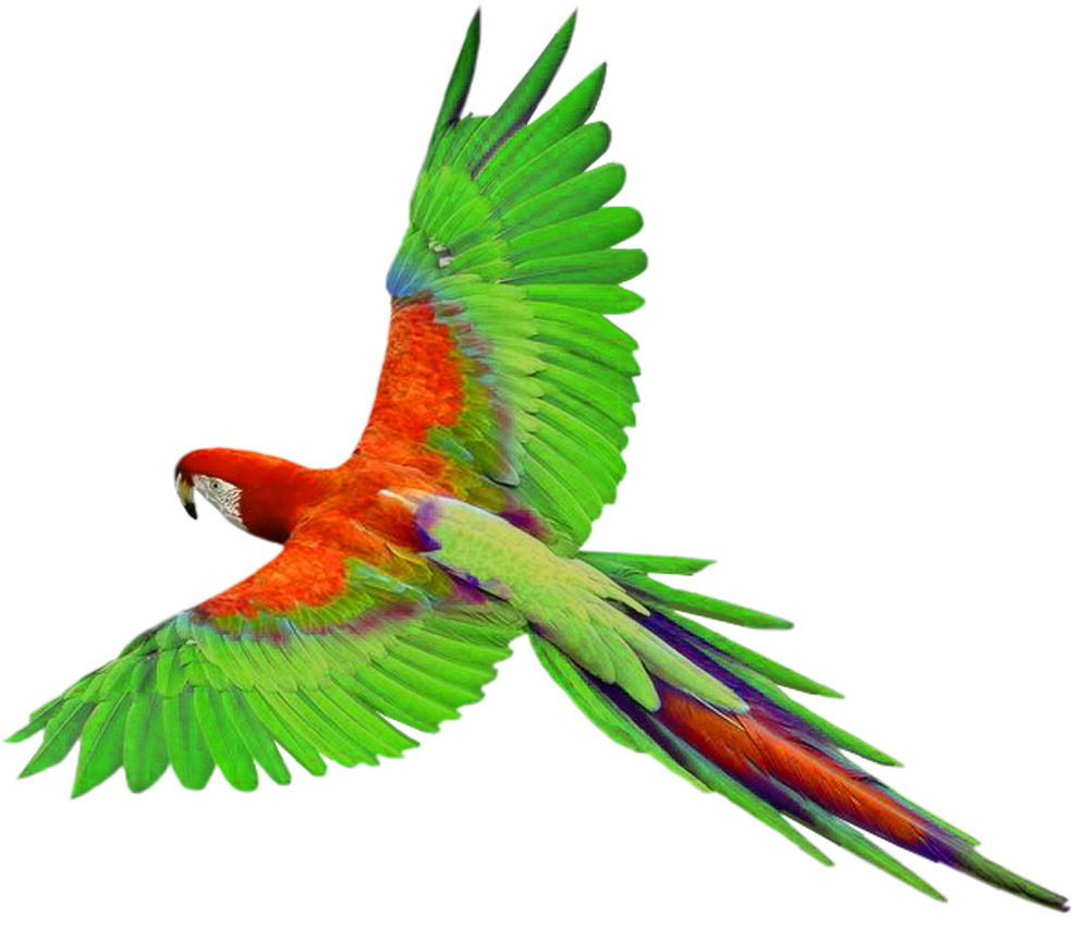 Macaw Png File PNG Image