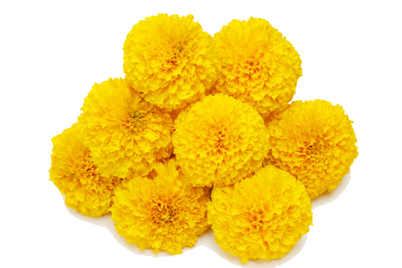 Marigold Transparent Background PNG Image