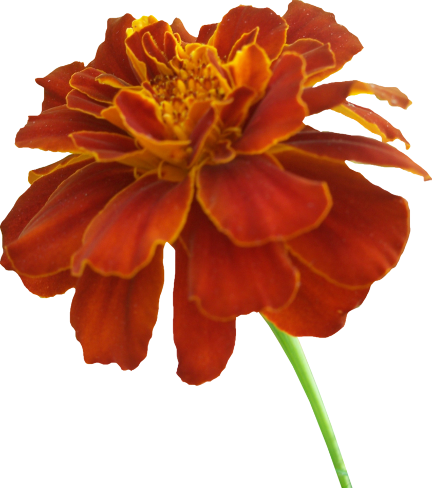 Marigold Photos PNG Image