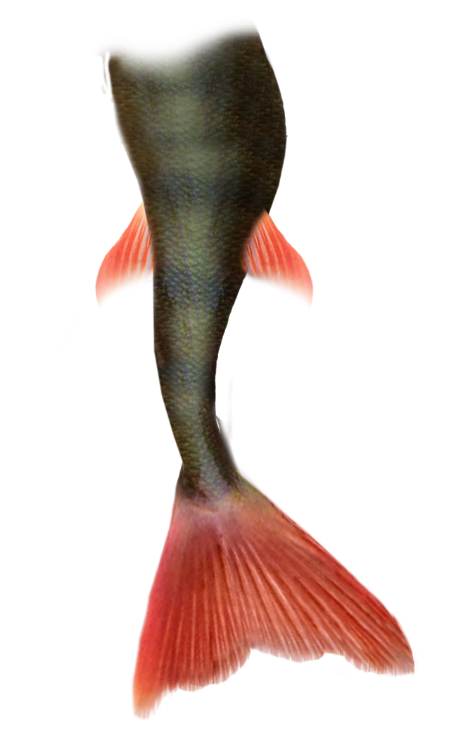 Mermaid Tail Png Pic PNG Image