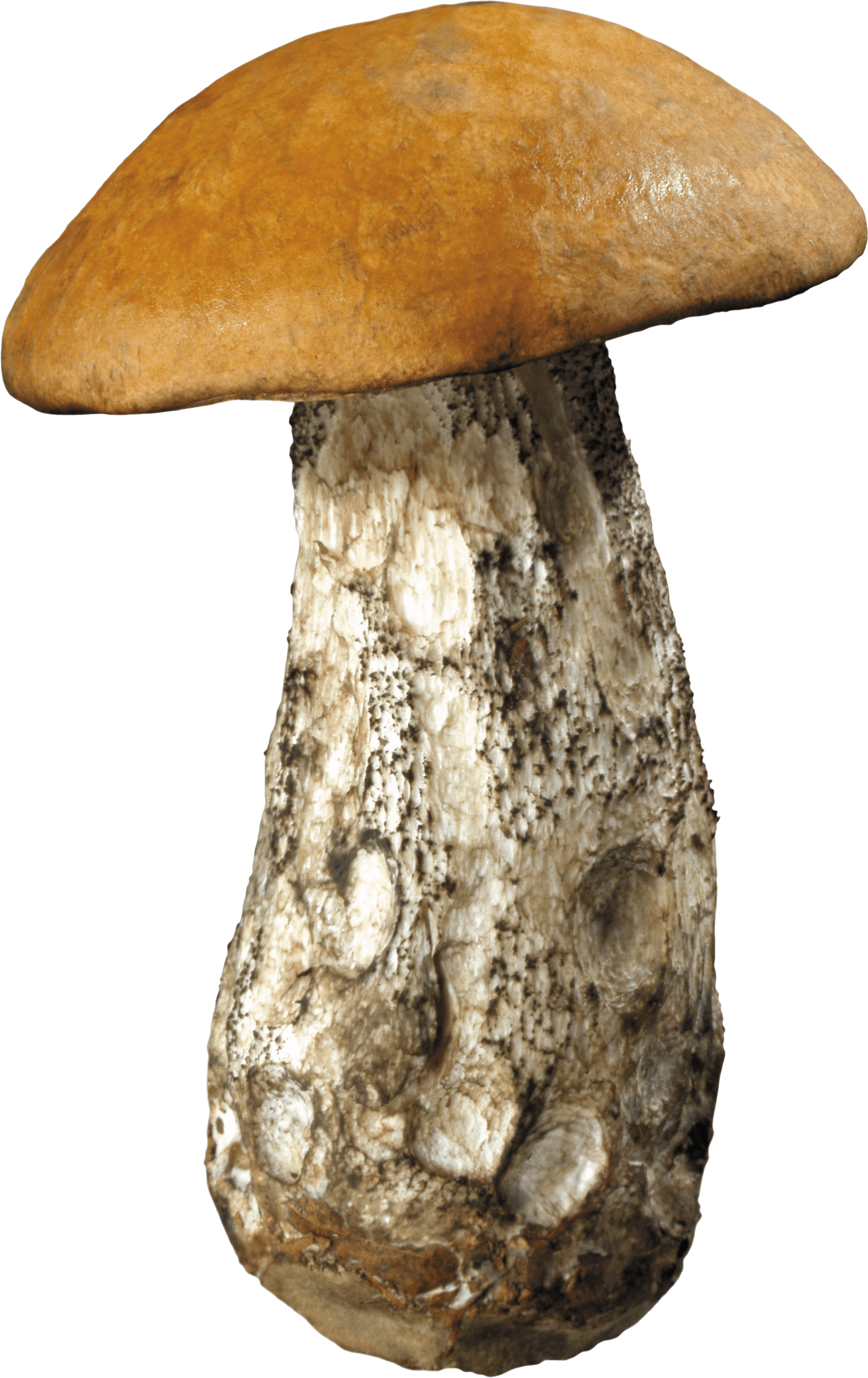 Mushroom Png Image PNG Image