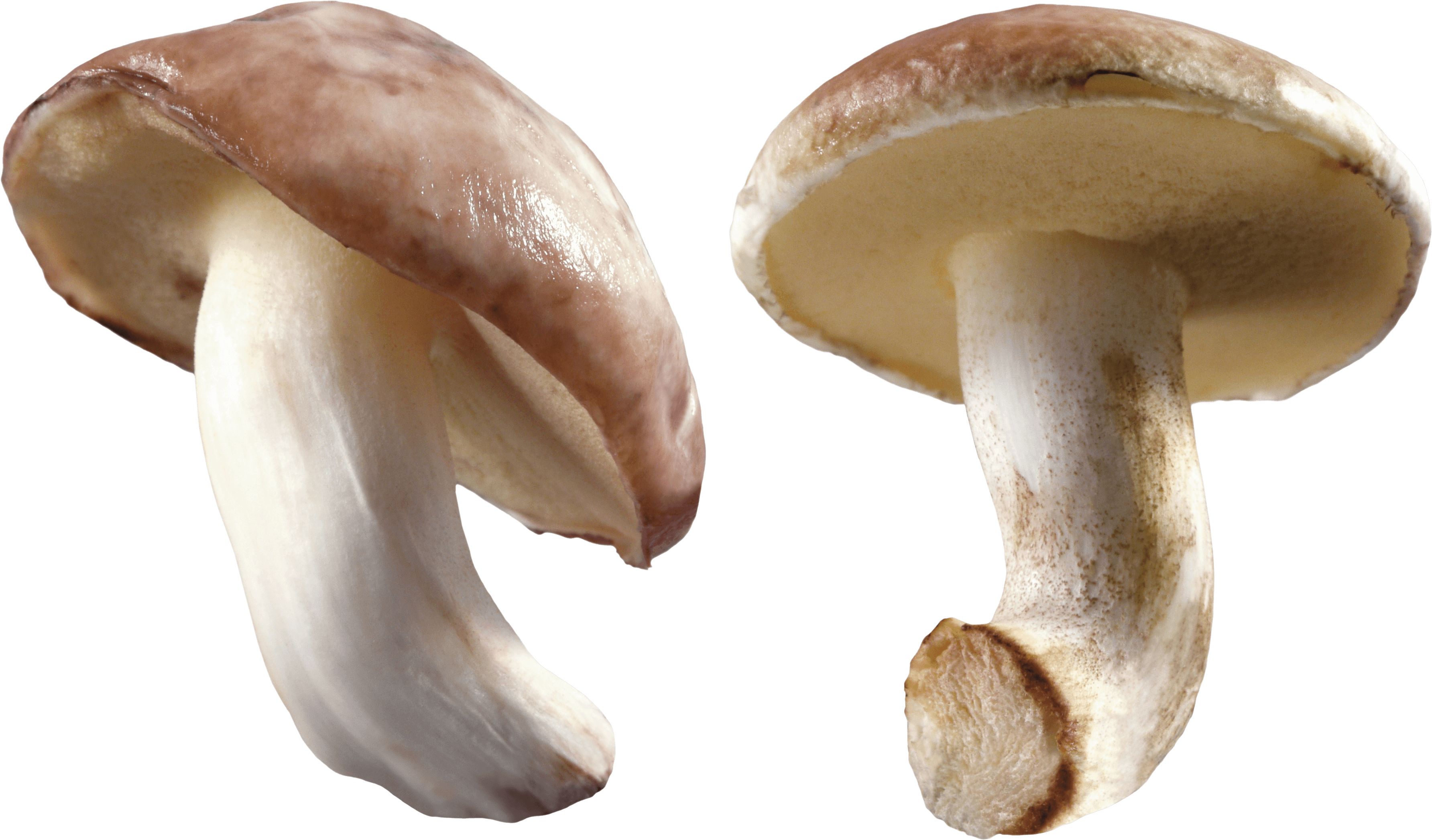 Mushroom Png Image PNG Image