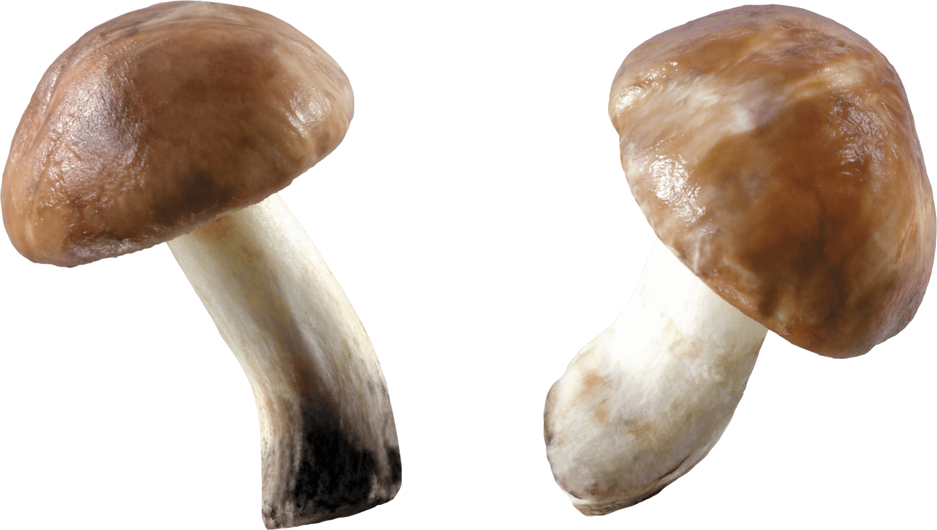 Mushroom Png Image PNG Image