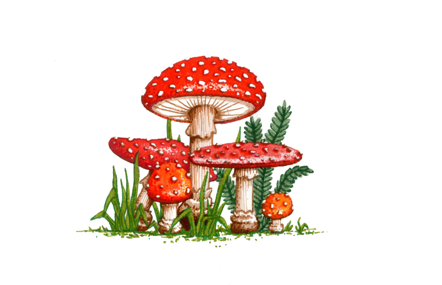 Amanita Muscaria Picture PNG Image