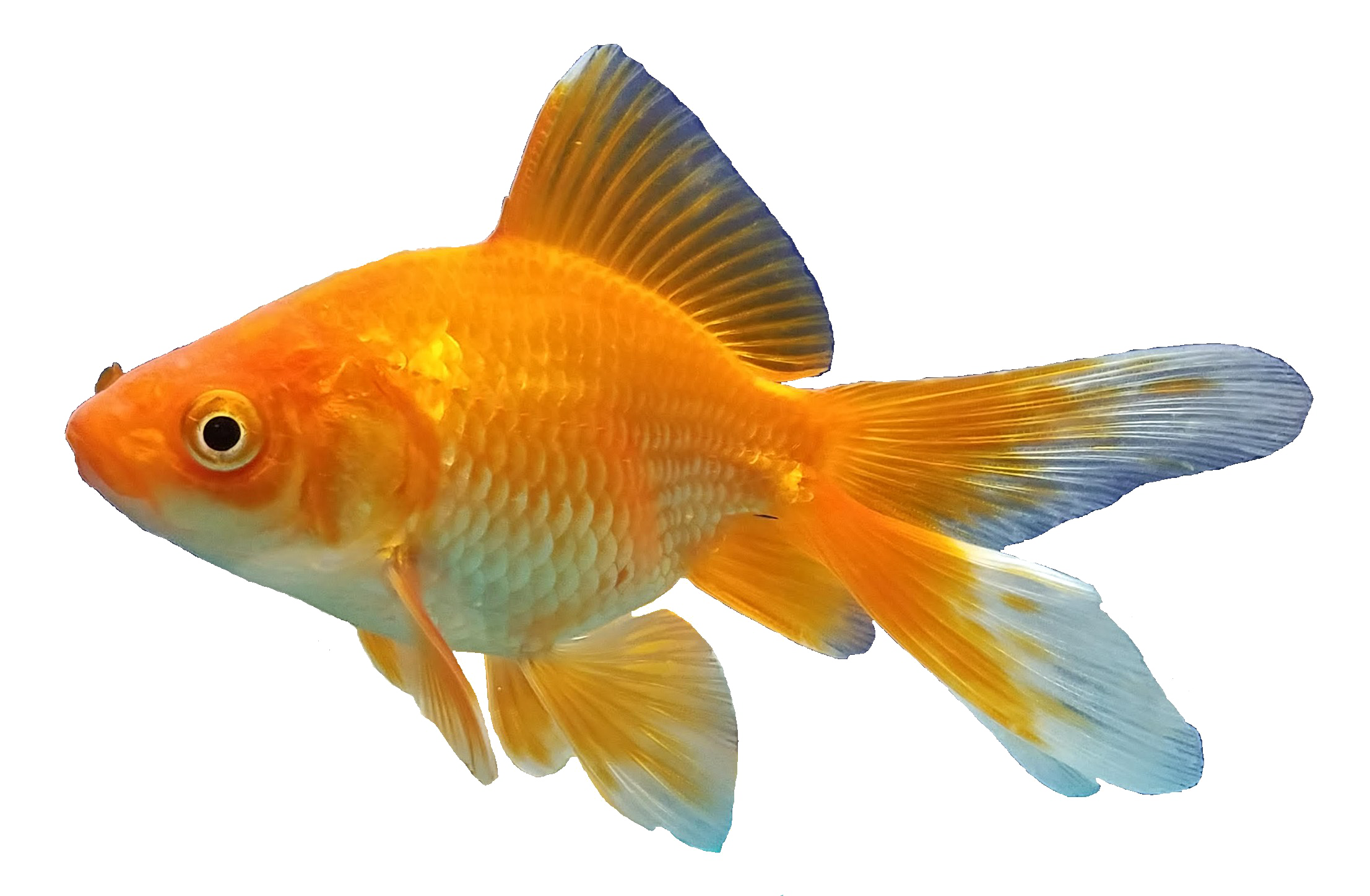 Goldfish Free Download PNG HD PNG Image