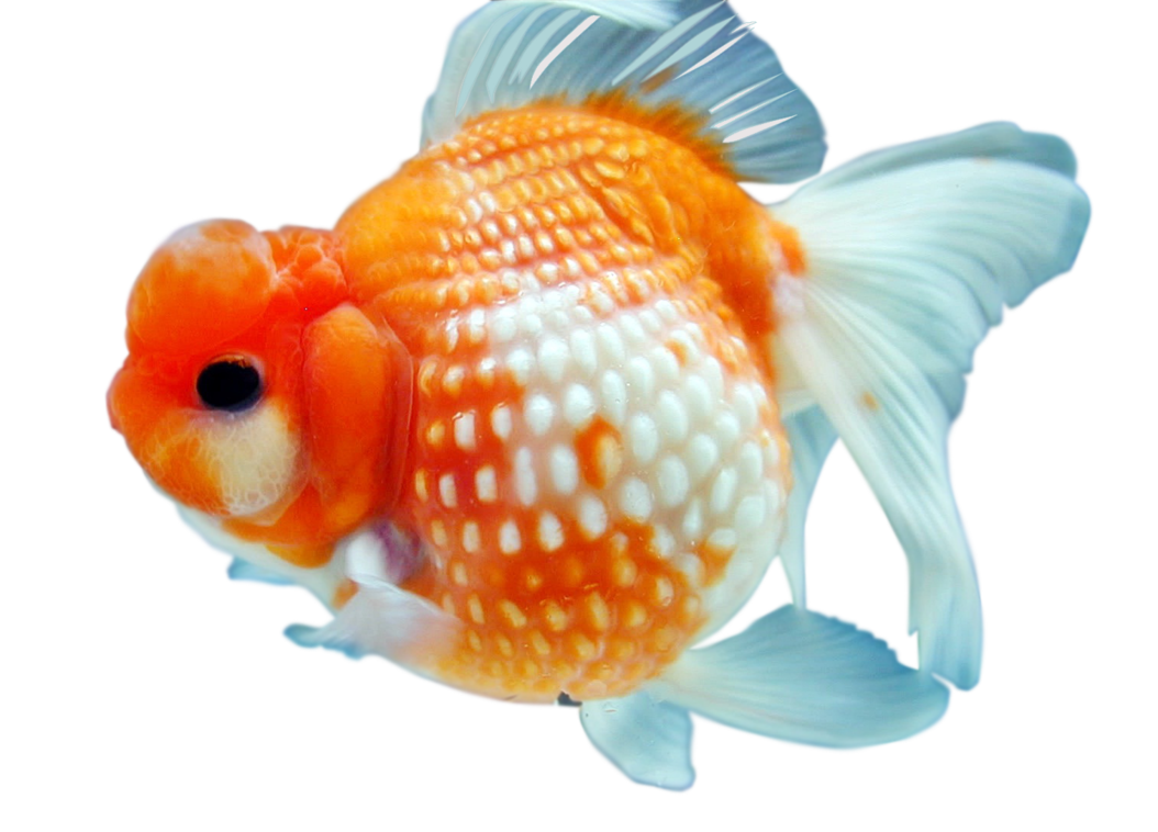 Goldfish Download Free PNG HQ PNG Image