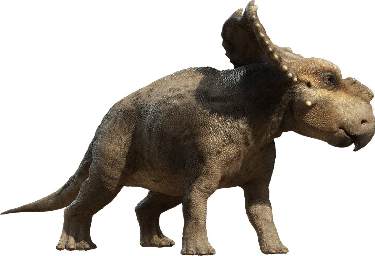 Triceratop Photos Download Free Image PNG Image