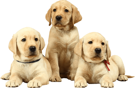 Labrador Free Download Image PNG Image