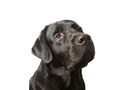 Labrador Picture HQ Image Free PNG PNG Image