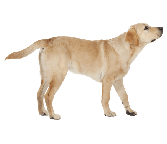 Labrador Download HQ PNG PNG Image