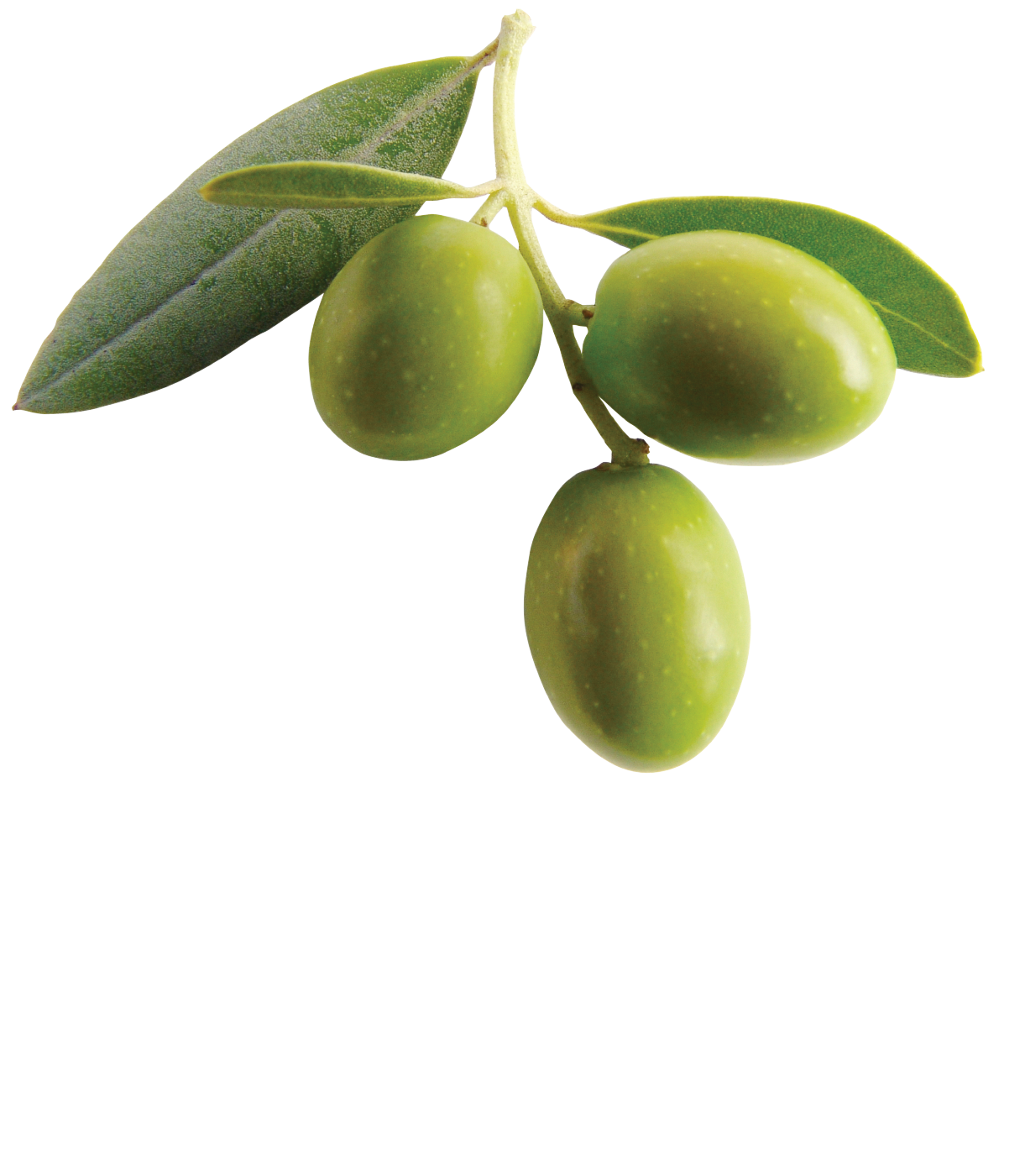 Olive Clipart PNG Image