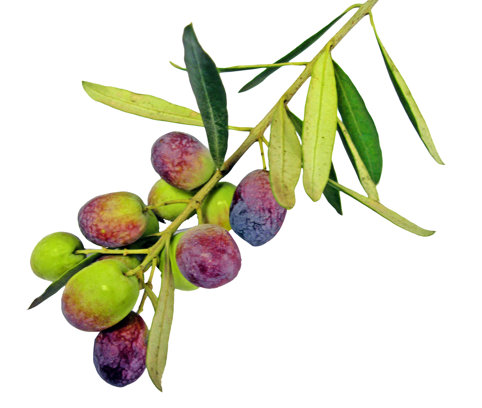 Olive PNG Image