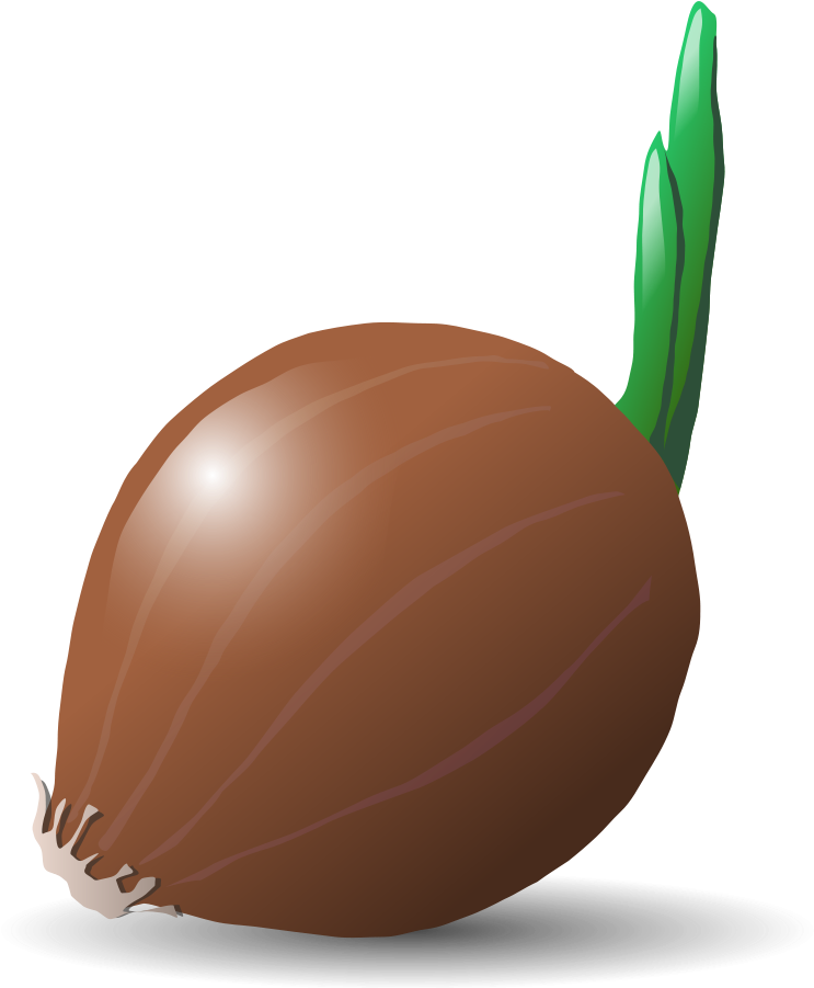 Brown Vector Onion Photos PNG Download Free PNG Image