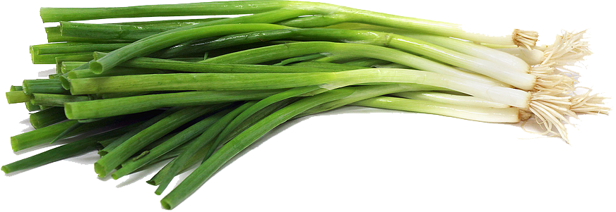 Green Onion File PNG Image
