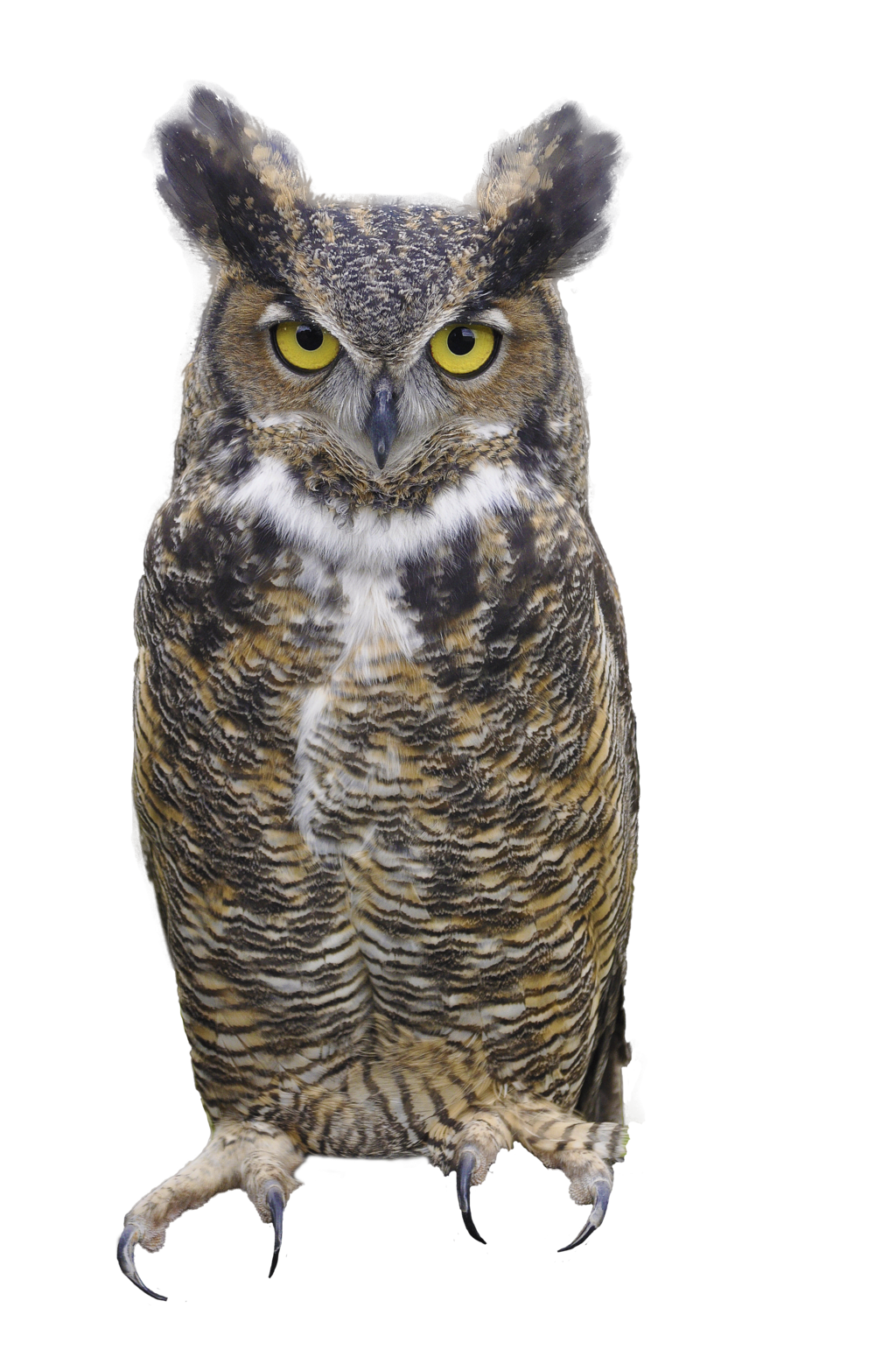 Owl Picture PNG Image