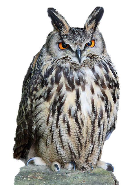 Owl Download Png PNG Image