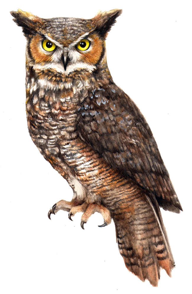 Owl File PNG Image