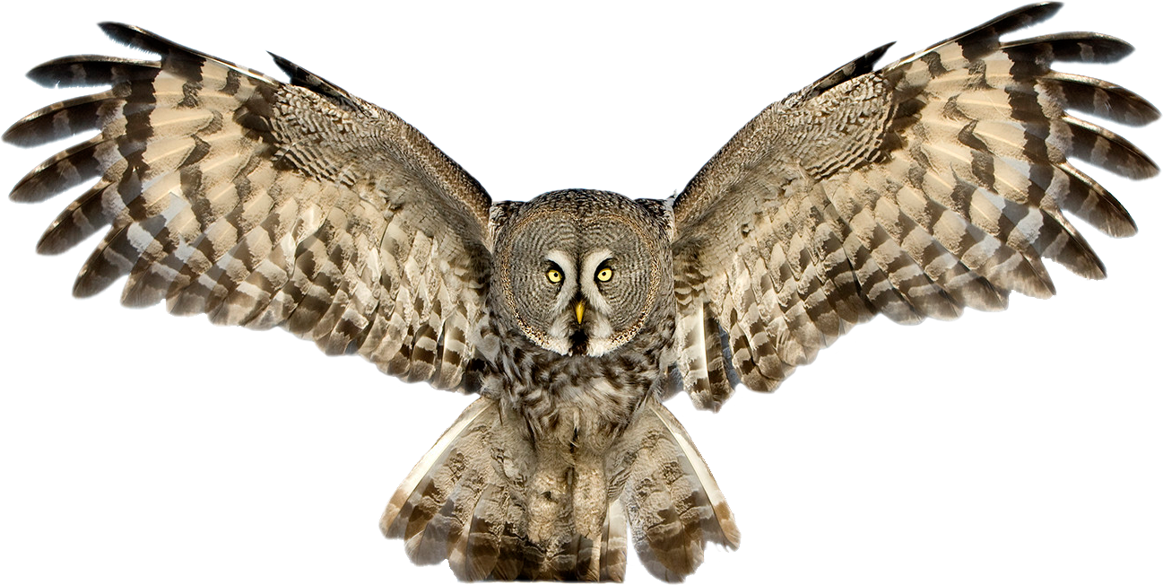 Owl PNG Image