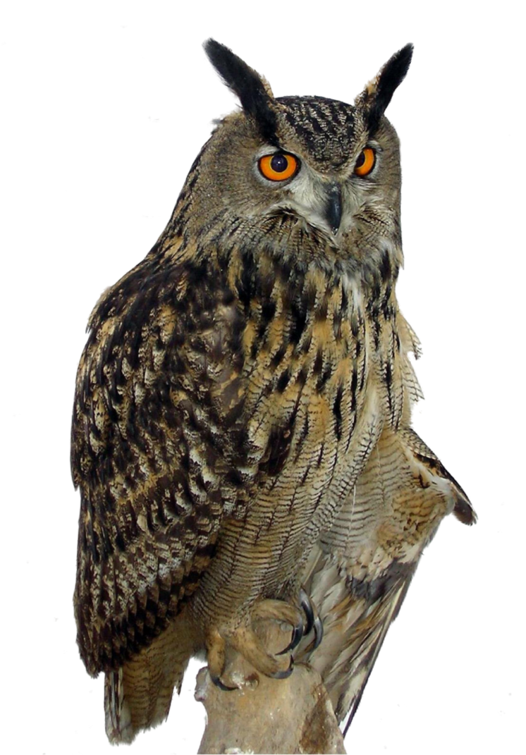 Owl Png Clipart PNG Image