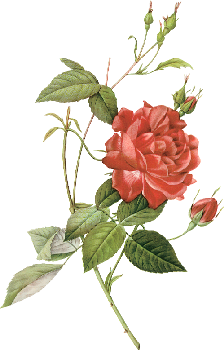 Plant Flower Rose Illustration Roses Les China PNG Image