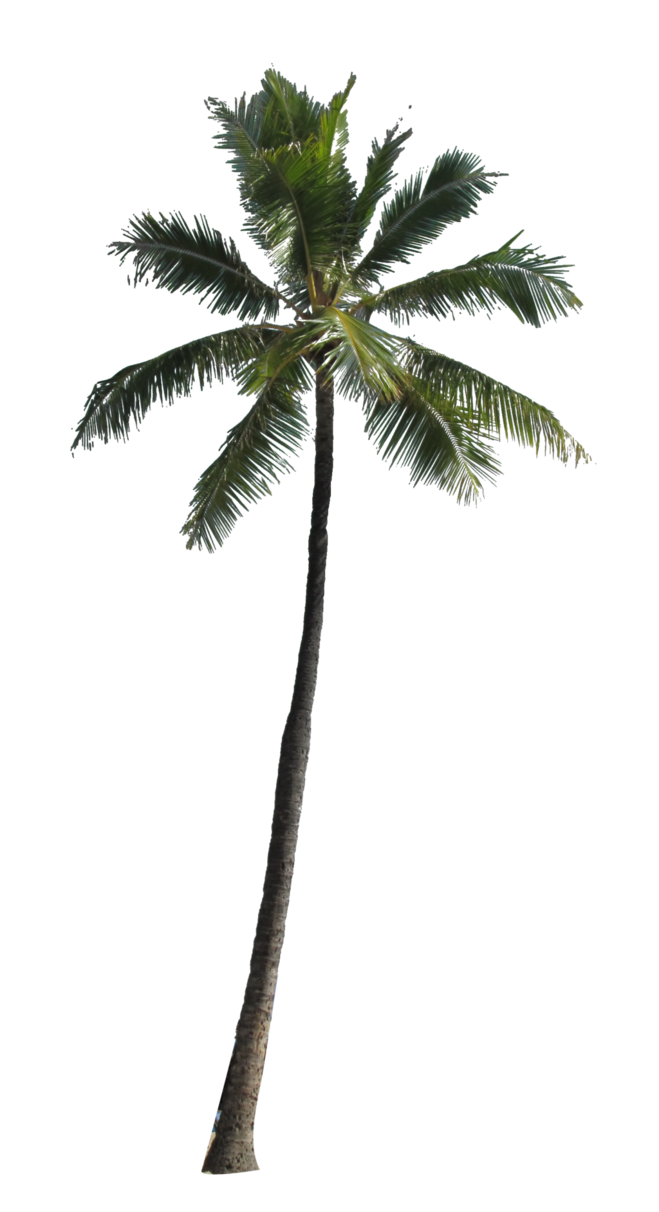 Palm Tree Png Image PNG Image
