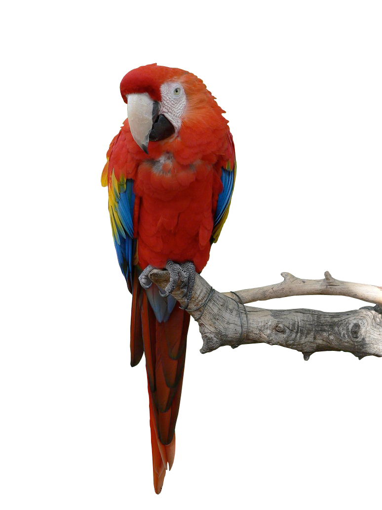 Parrot Png Hd PNG Image