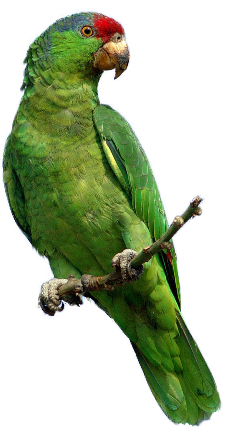 Parrot Png File PNG Image