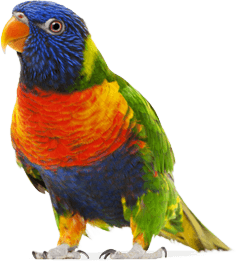Colorful Parrot Png Images Download PNG Image