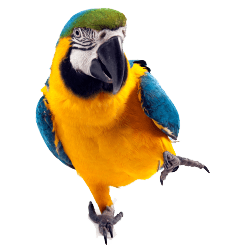 Parrot Png Images Download PNG Image