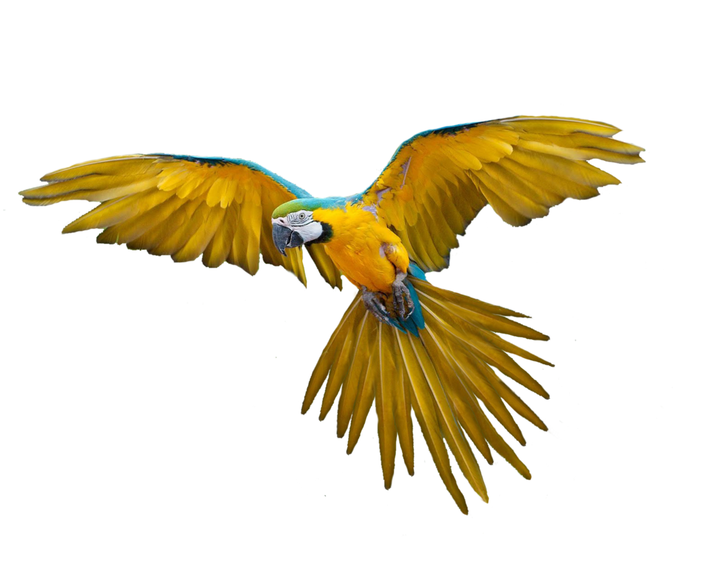 Flying Parrot Transparent PNG Image