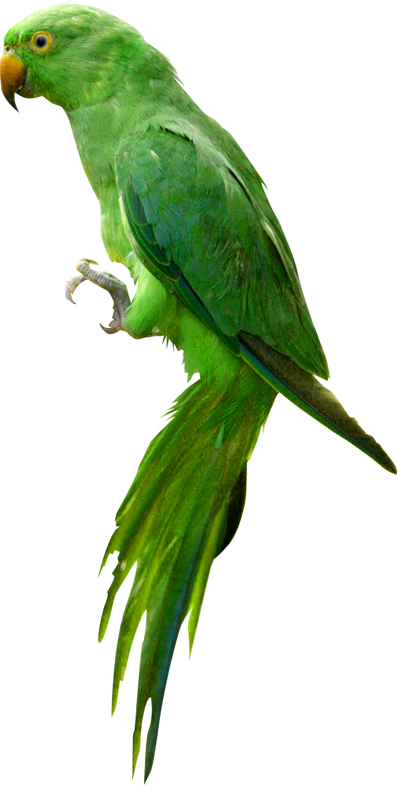 Indian Parrot Image PNG Image