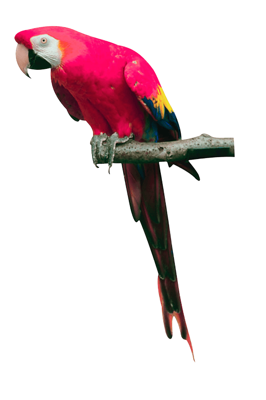 Pink Parrot Png Images Download PNG Image