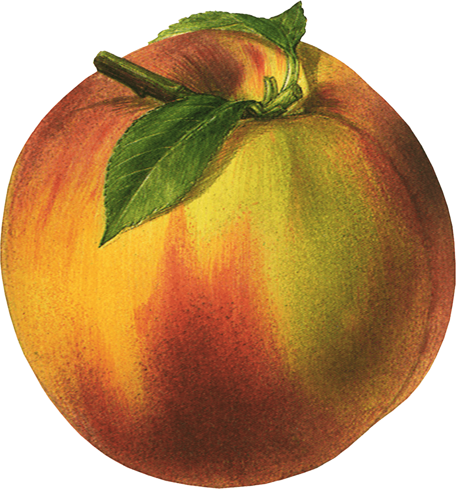 Peach Png Image PNG Image