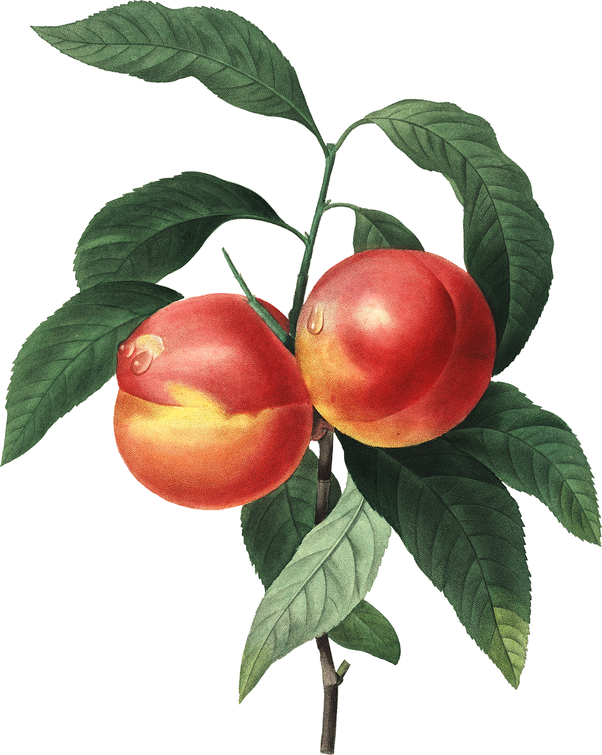 Natural Peach Printing Foods Fruit Art PNG Image