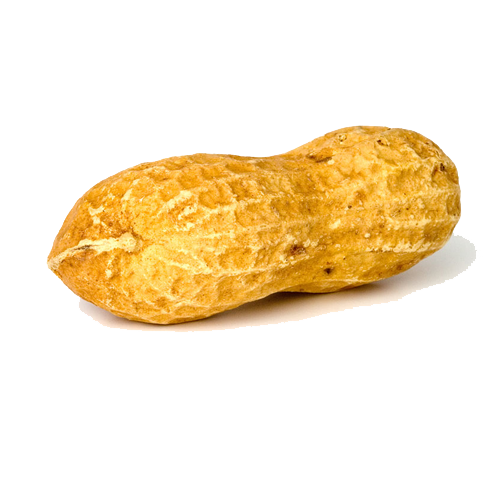 Peanut Picture PNG Image