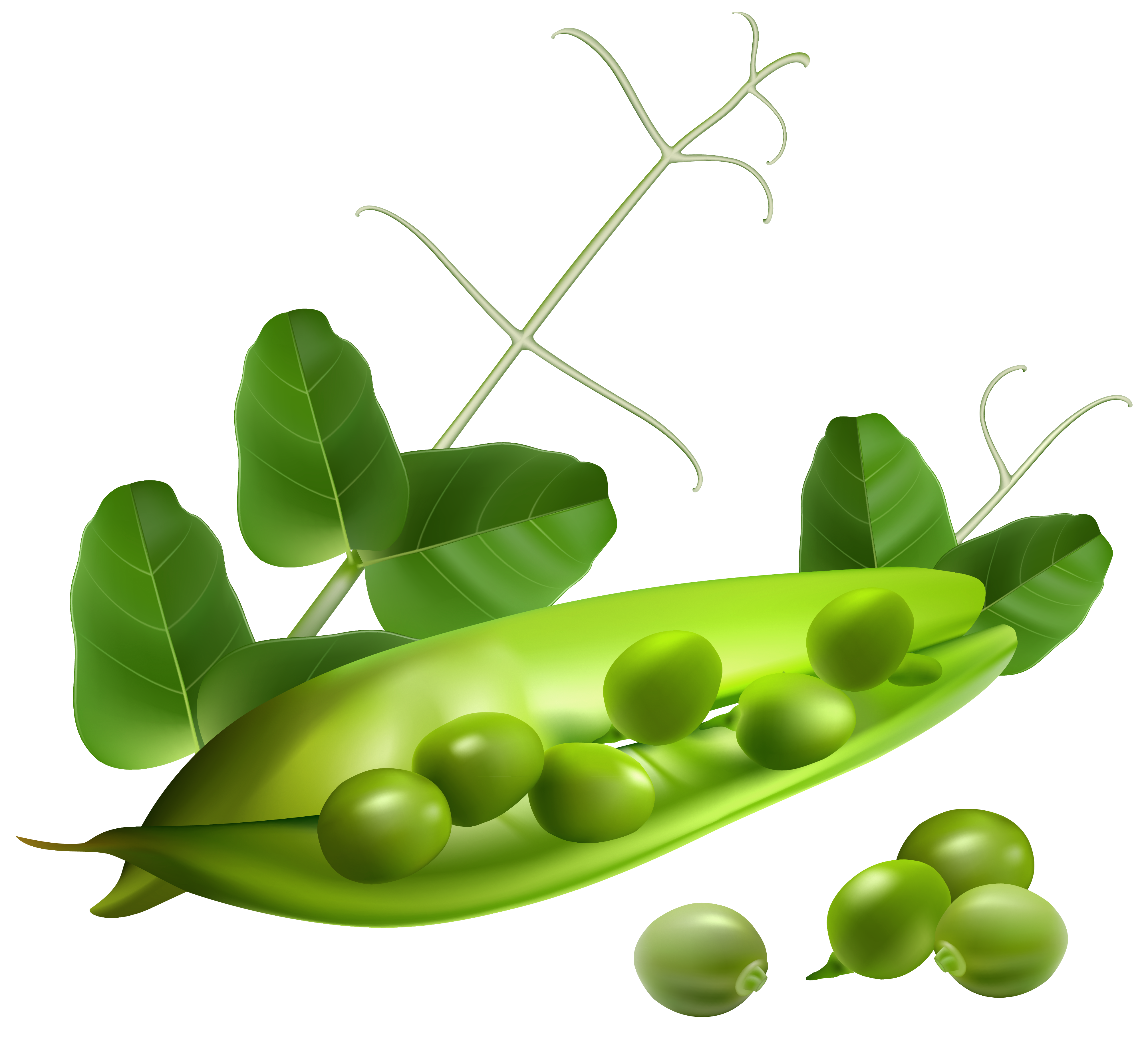 Fresh Green Pea Free HQ Image PNG Image