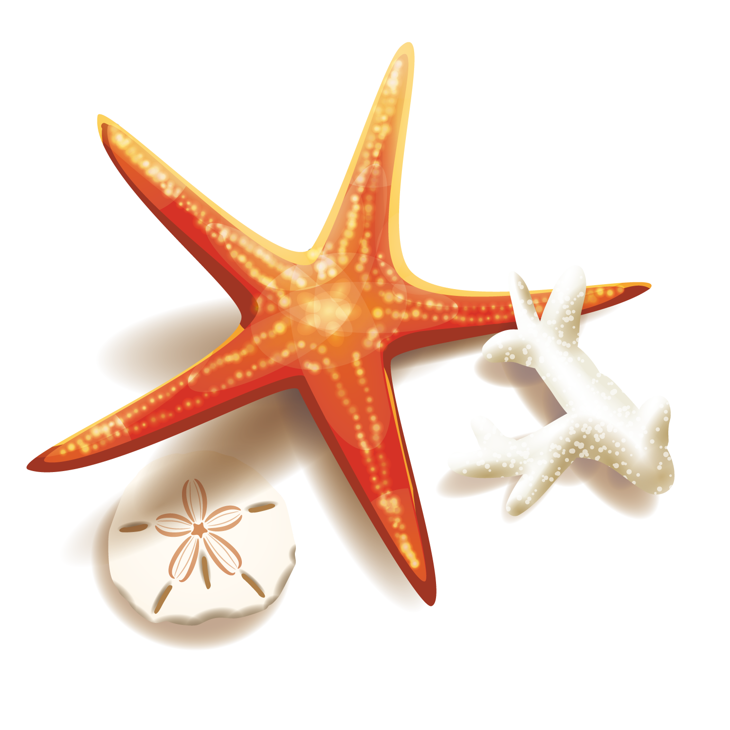 And Coral Starfish Illustration Stock Free Clipart HD PNG Image