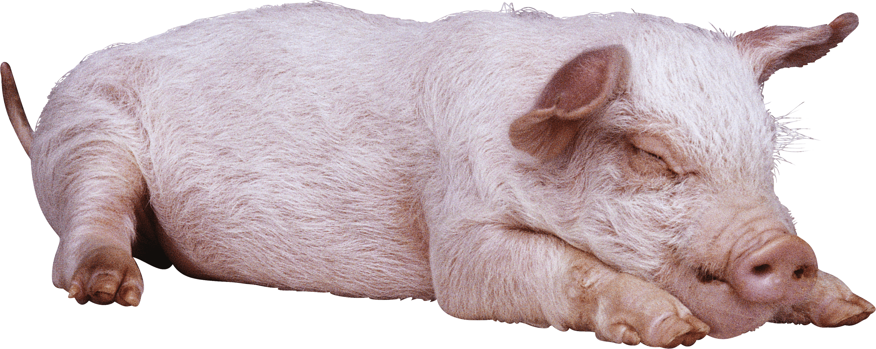 Sleeping Pig Png Image PNG Image