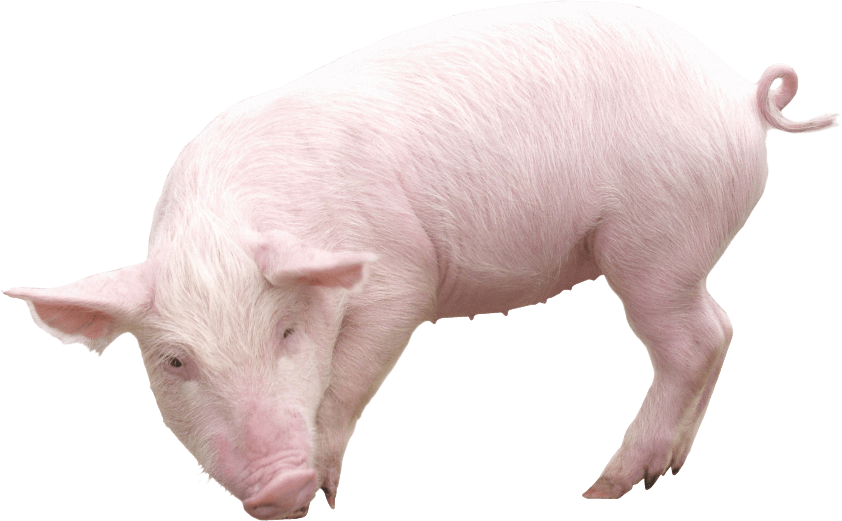 Pig Png Image PNG Image