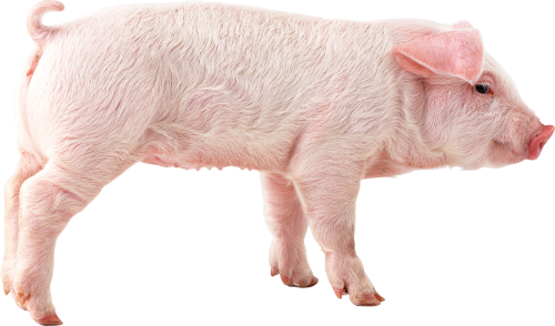 Pig Png Picture PNG Image
