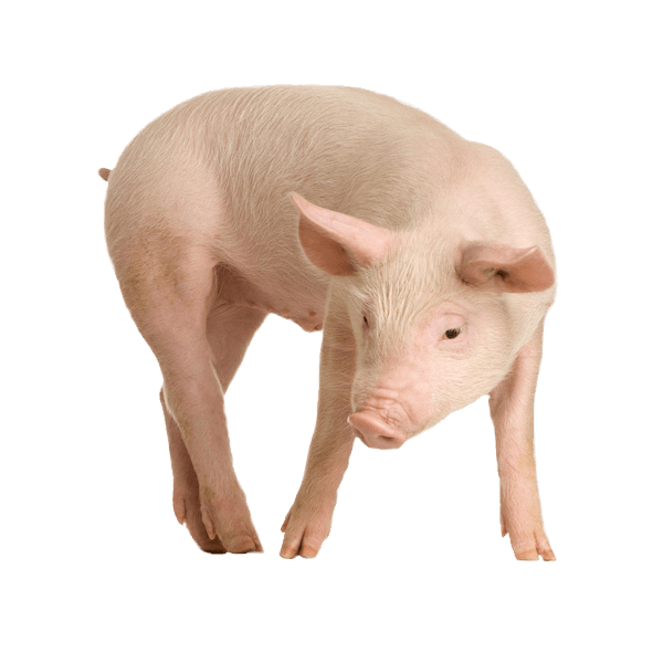 Download Pig Png Image HQ PNG Image | FreePNGImg