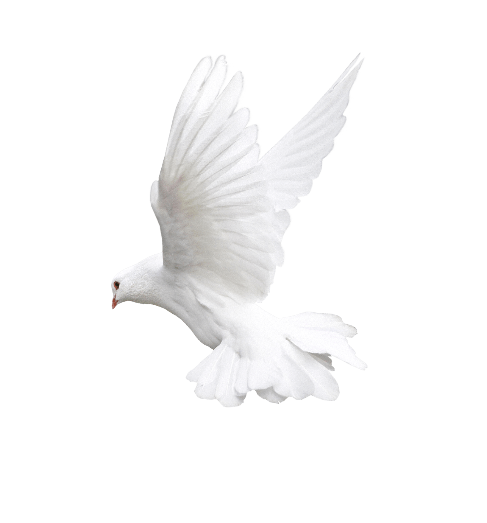 Peace Pigeon PNG File HD PNG Image