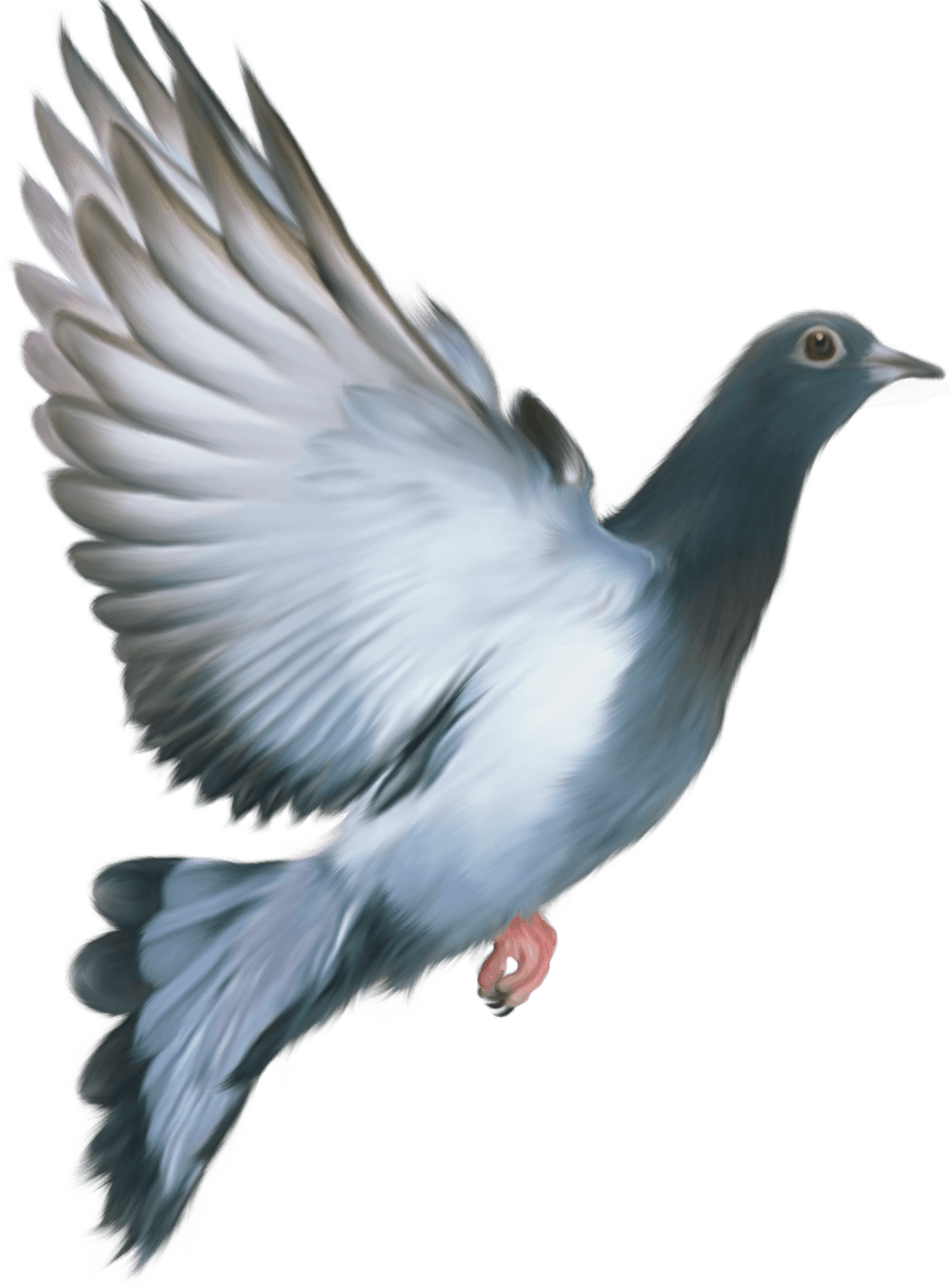 Photos Peace Pigeon Free HD Image PNG Image