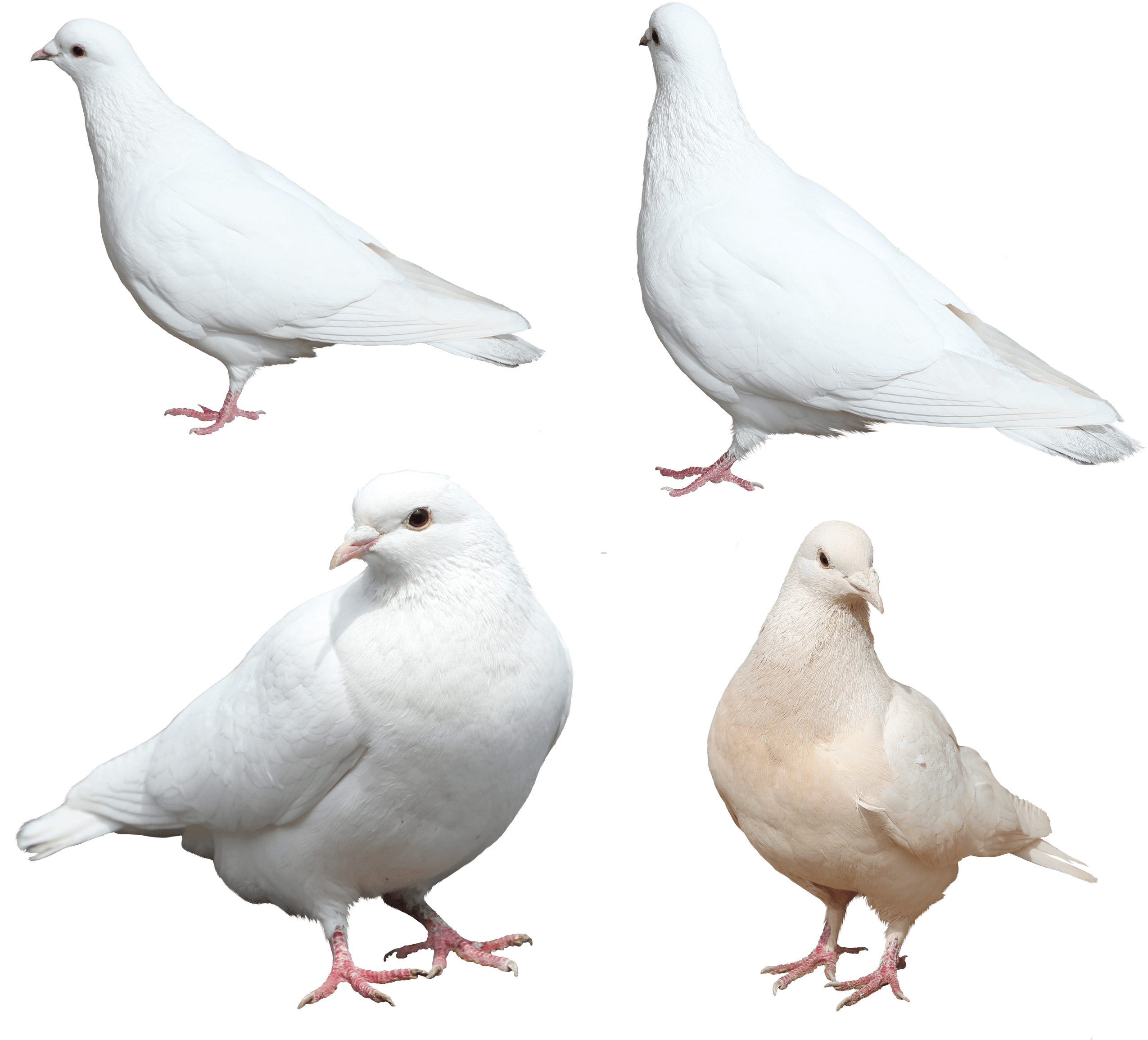 White Pigeons Png Image PNG Image
