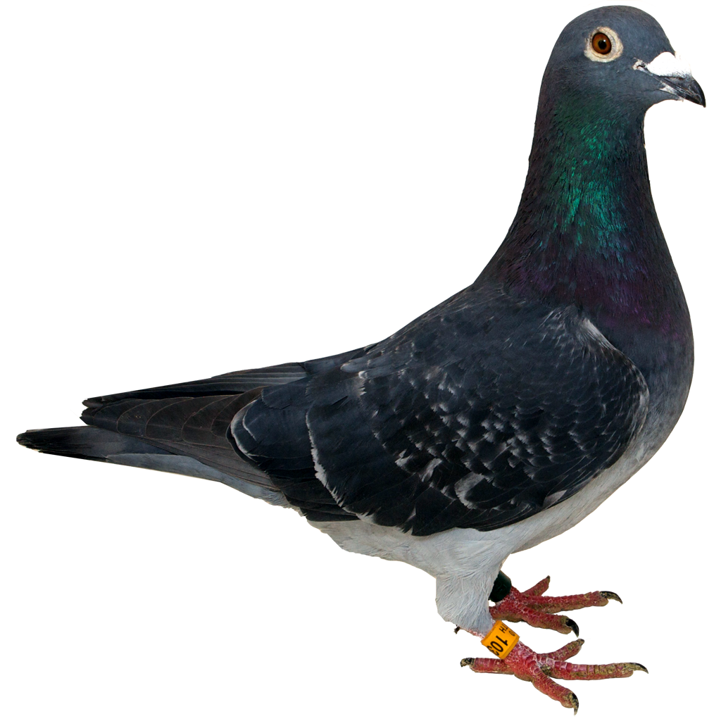 Pigeon Png PNG Image