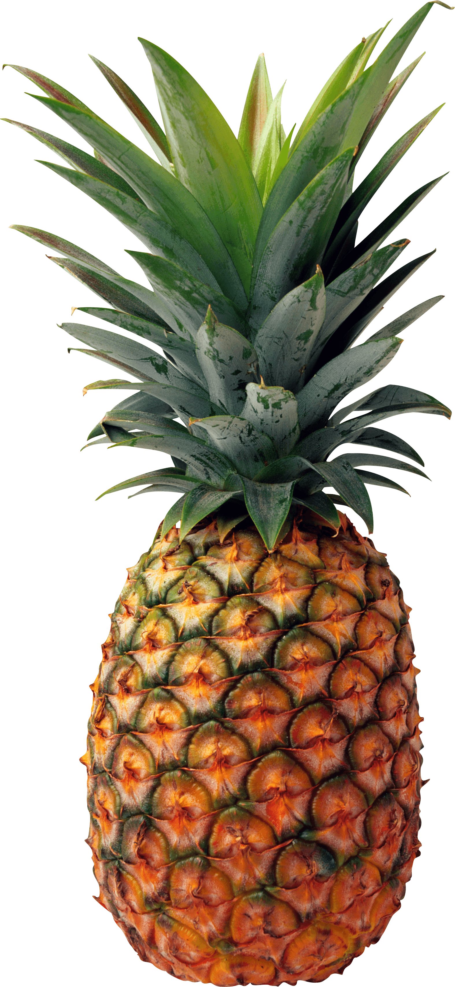 Pineapple Png Image Download PNG Image