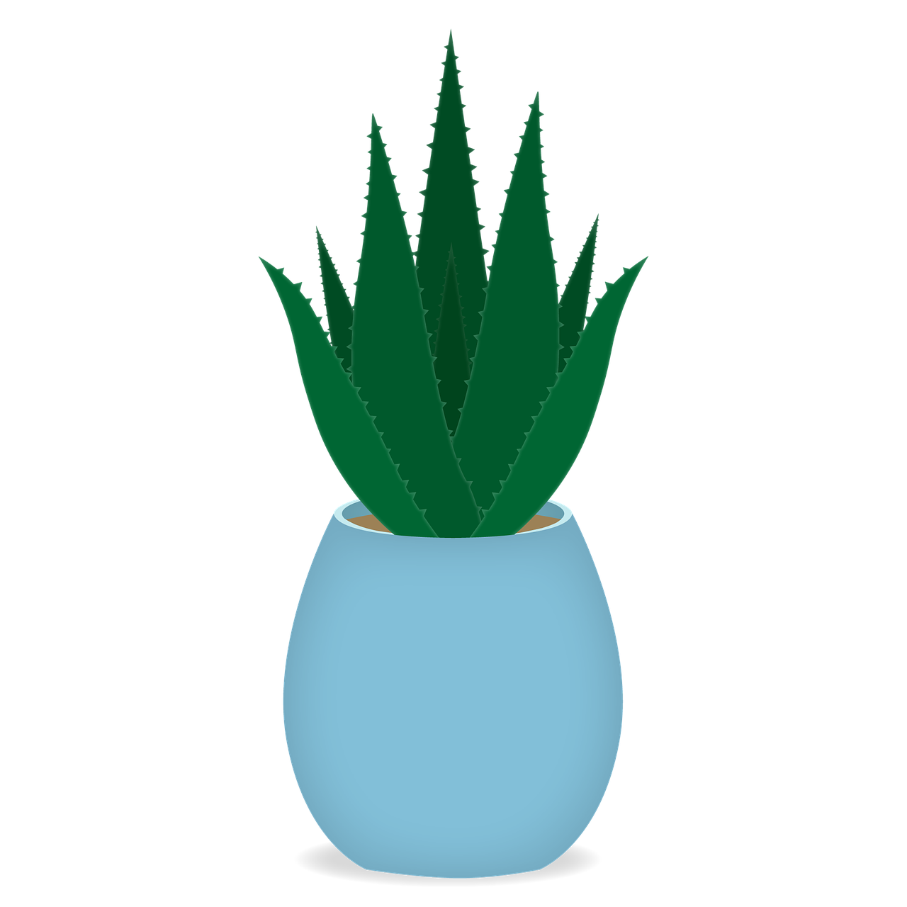 Vera Potted Aloe PNG Free Photo PNG Image