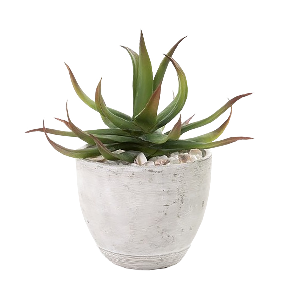 Vera Potted Aloe PNG Free Photo PNG Image